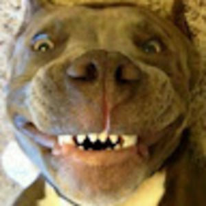 Meet your Posher, Vic